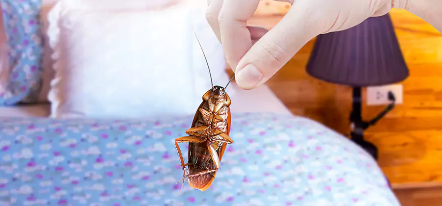 Bed Bug Inspection in Griffin