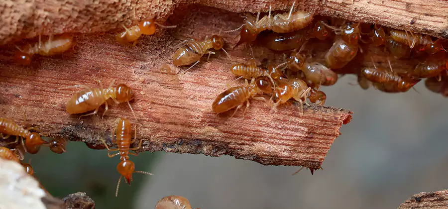 Termite Pest Management in Griffin