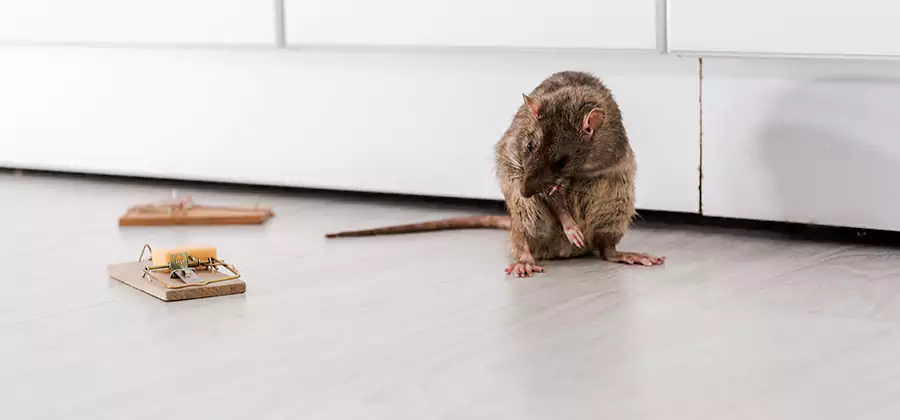Rat Baiting Removal Service in Griffin