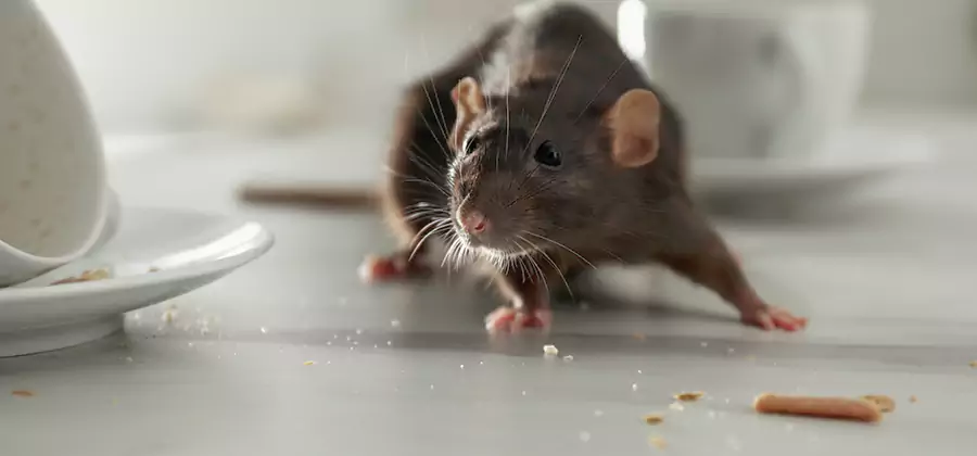Attic Rat Exclusion Service in Griffin
