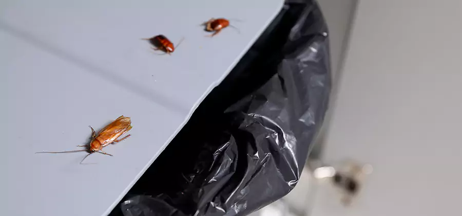 German Roach Pest Control in Griffin
