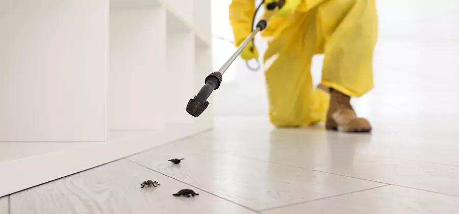 Roach and Bed Bug Exterminator in Griffin