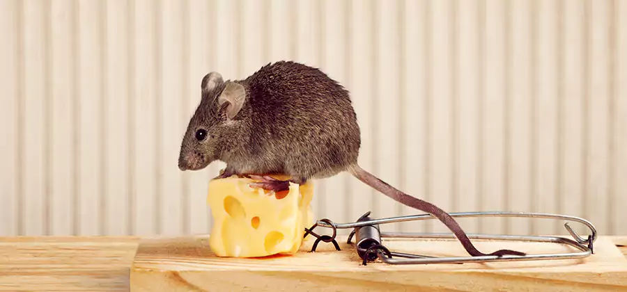 Commercial Rodent Exclusion Services in Griffin