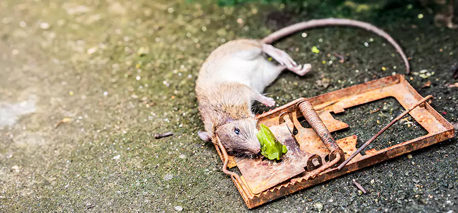 Rat Trapping in Griffin