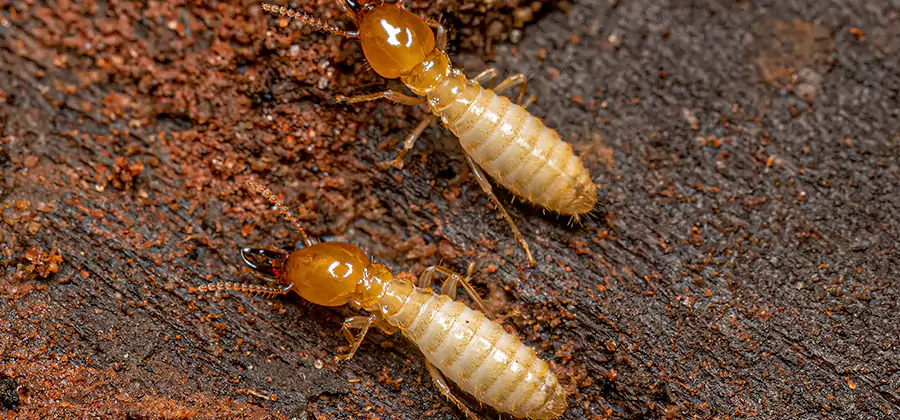 Sentricon Residential Termite Control in Griffin