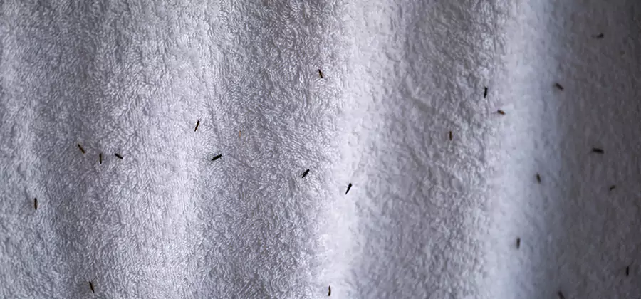 Small Black Ants in Bathroom Treatment in Griffin