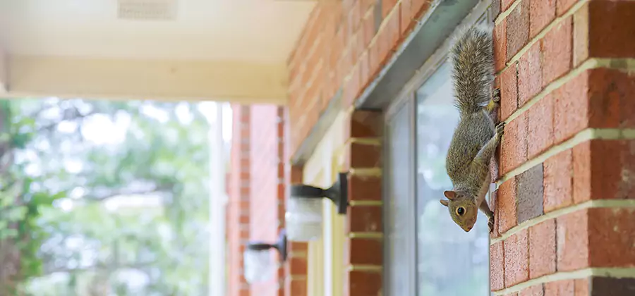 Squirrel Inside Walls Removal in Griffin