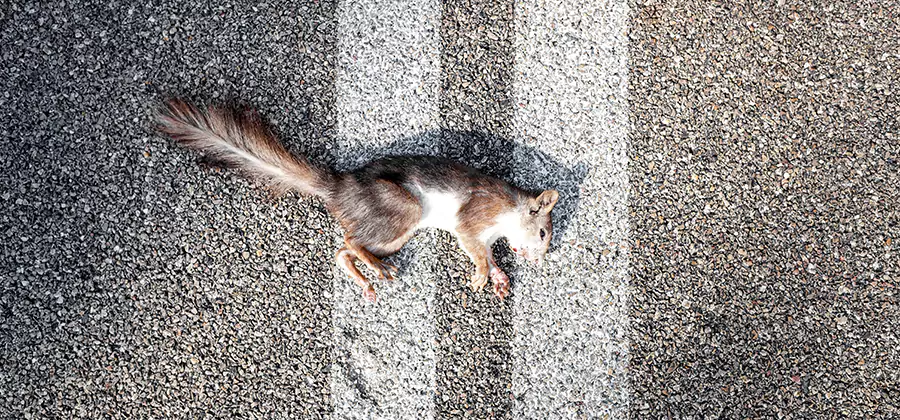 Dead Squirrel Removal in Griffin