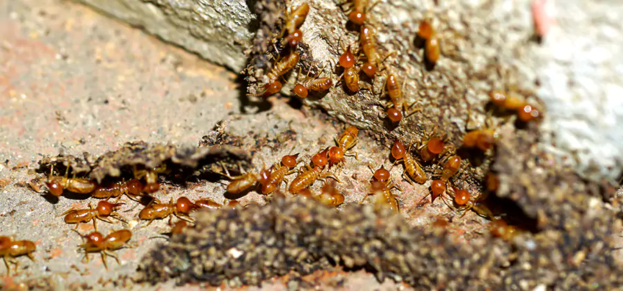 Wood Treatment and Localized Termite Solutions in Griffin