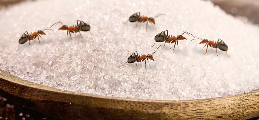 Indoor Sugar Ant Treatment in Griffin