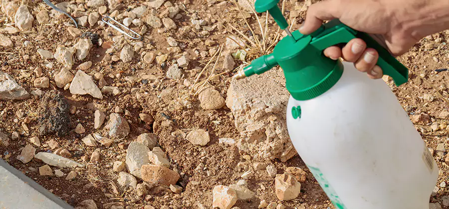 Heat Treatment Termite Cost in Griffin
