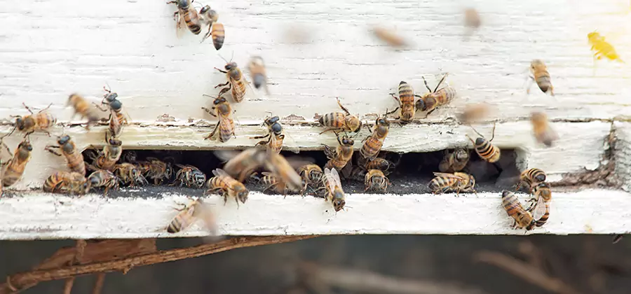 Residential Termite Fumigation in Griffin
