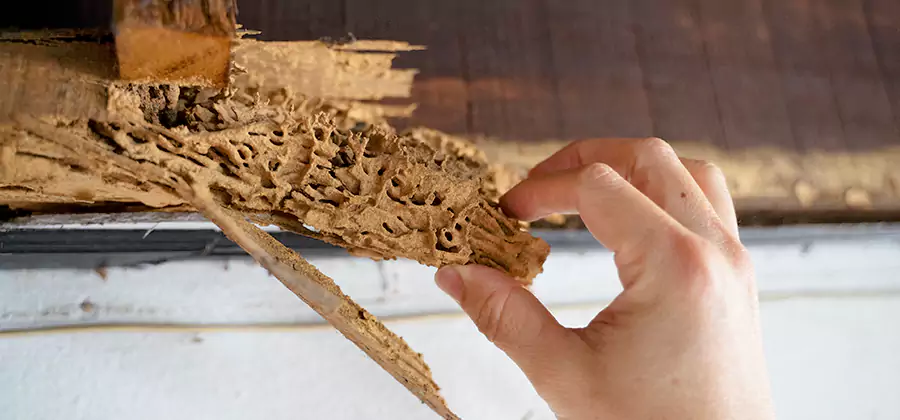 Pre-Purchase Termite Inspection in Griffin