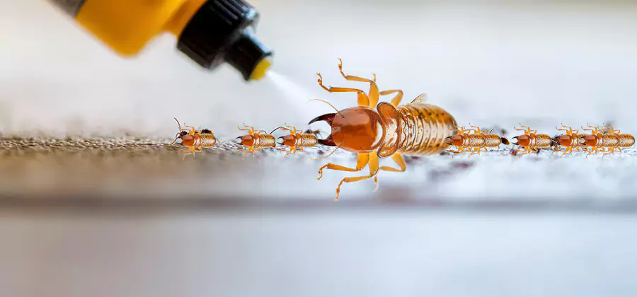 Foundation Termite Spraying Control in Griffin