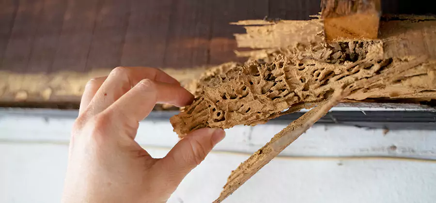 Pre-Construction Termite Treatment in Griffin