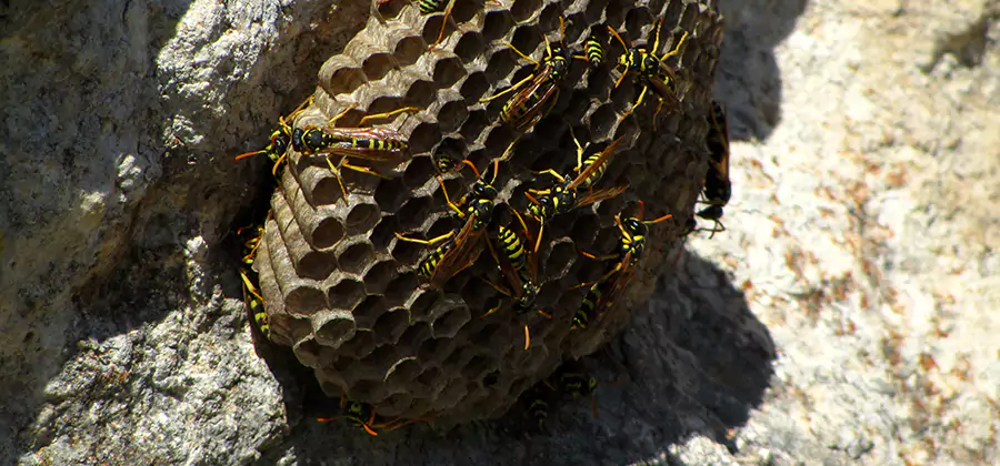 Wasp Nest in Tree Removal Griffin