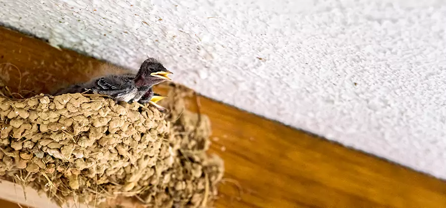Bird Removal From House in Griffin