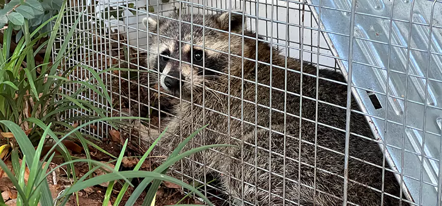 Wildlife Relocation Services in Griffin