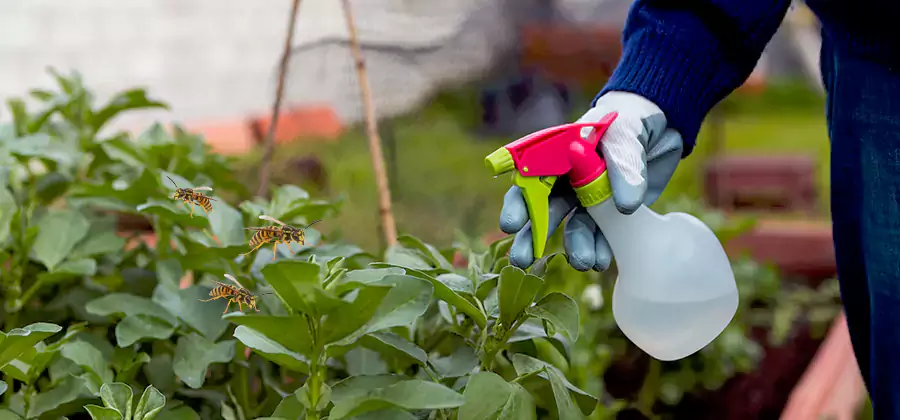 Yellow Jacket Pest Removal for Commercial Properties in Griffin