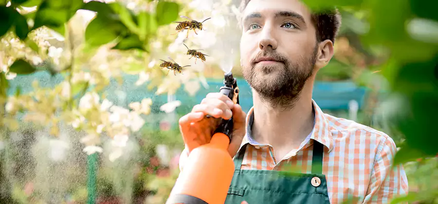Yellow Jacket Wasp Removal in Griffin