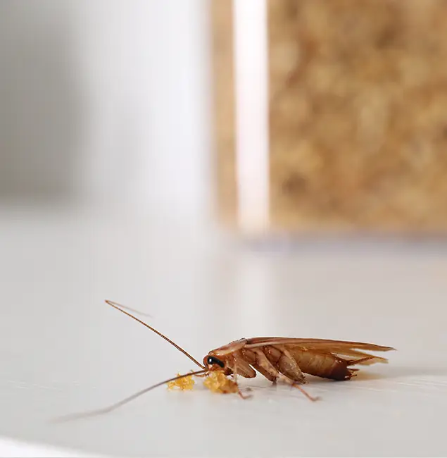 Why Griffin Pest Control Pro Stands Out in Griffin, GA?