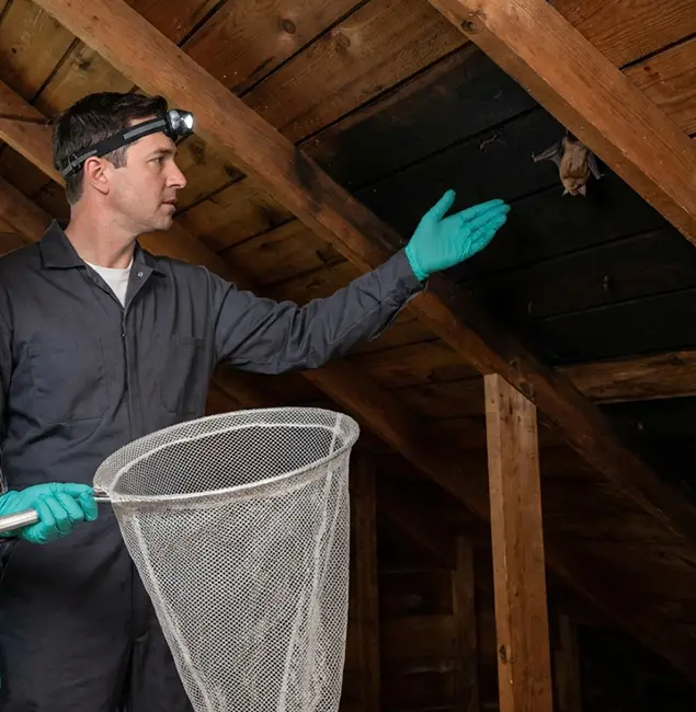 Why Griffin Pest Control Pro Is the Right Choice in Griffin, GA?