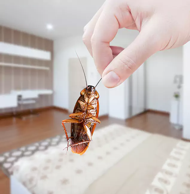 Why Griffin Pest Control Pro Stand Out for Bed Bug Fumigation in Griffin, GA?