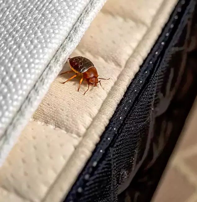 Why Choose Griffin Pest Control Pro for Bed Bug Treatment at Home in Griffin, GA?