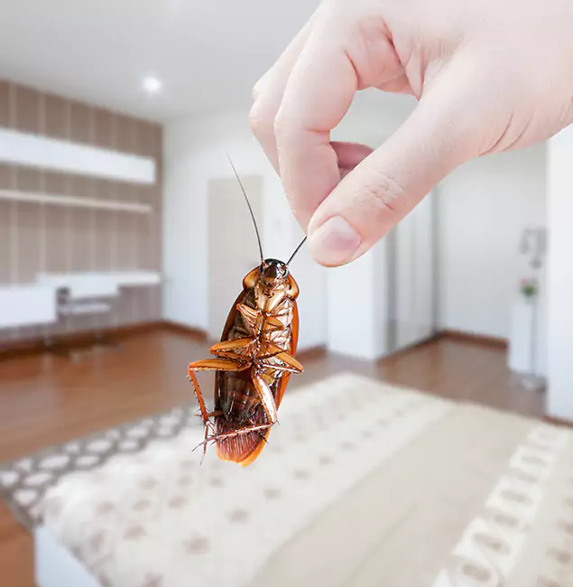 Why Griffin Pest Control Pro Stand Out For Bed Bug Inspection in Griffin, GA?