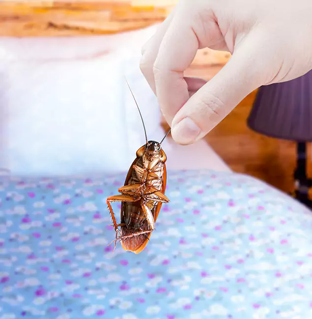 Why Choose Griffin Pest Control Pro for Bed Bug Treatment in Griffin, GA?