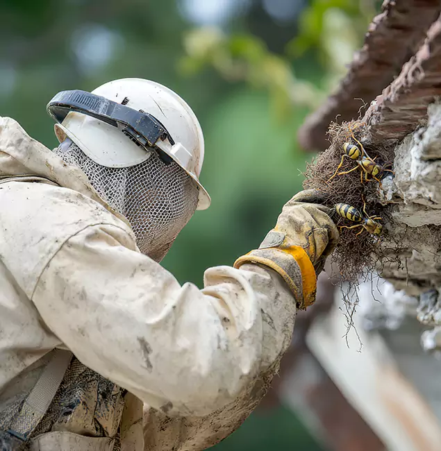 Why Griffin Property Owners Choose Griffin Pest Control Pro for Bee Exterminator?