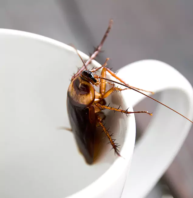 Why Griffin, GA Residents Trust Griffin Pest Control Pro for Cockroach Fumigation?
