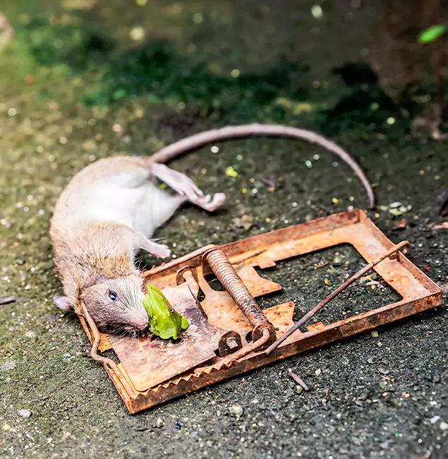 Why Griffin, GA Homeowners Trust Griffin Pest Control Pro for Rodent Removal?
