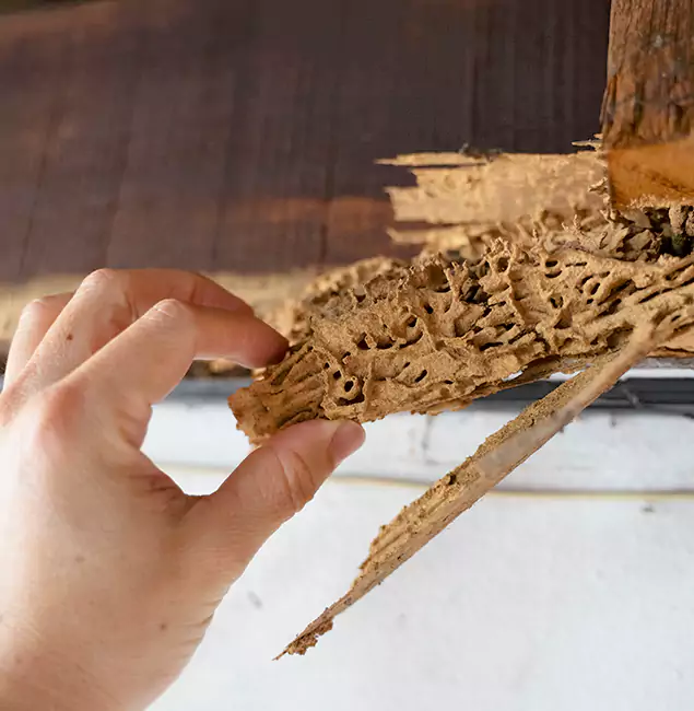 Why Choose Griffin Pest Control Pro in Griffin, GA?