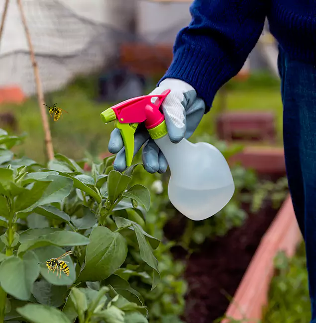 Why Griffin Homeowners Choose Griffin Pest Control Pro for Honey Bee Removal?