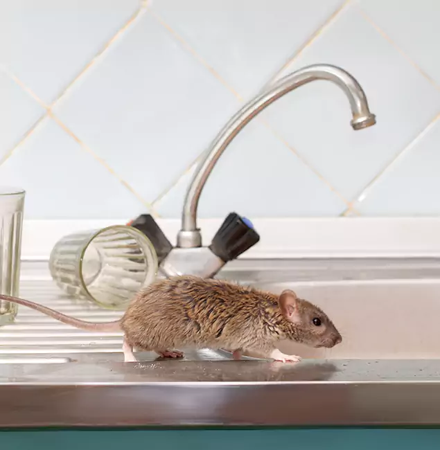 Why Griffin, GA Trusts Griffin Pest Control Pro for Humane Rodent Control?