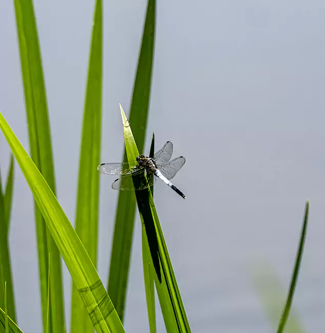 Why Griffin Families Trust Griffin Pest Control Pro for Mosquito Prevention?