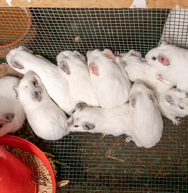 Why Griffin Pest Control Pro Is the Trusted Choice in Griffin, GA?