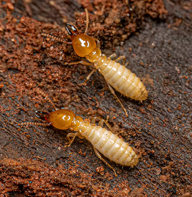 Why Choose Griffin Pest Control Pro for Termite Treatment Without Tenting in Griffin, GA?