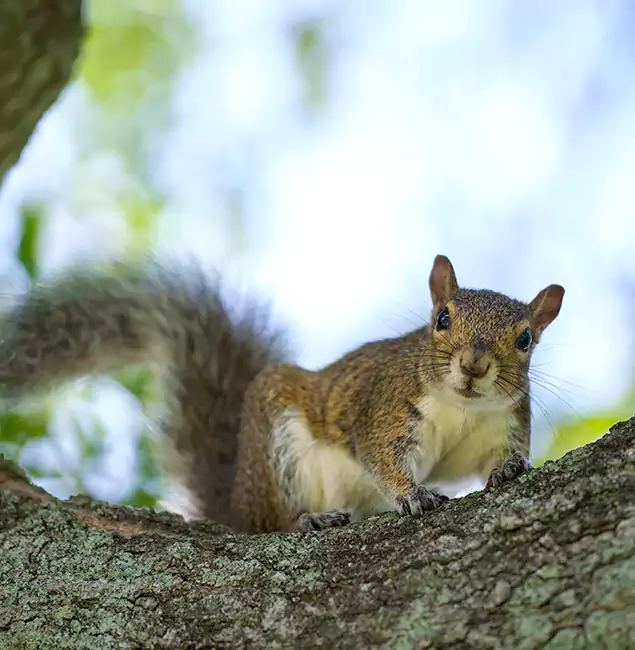 Why Griffin, GA Relies on Griffin Pest Control Pro for Squirrel Pest Control?