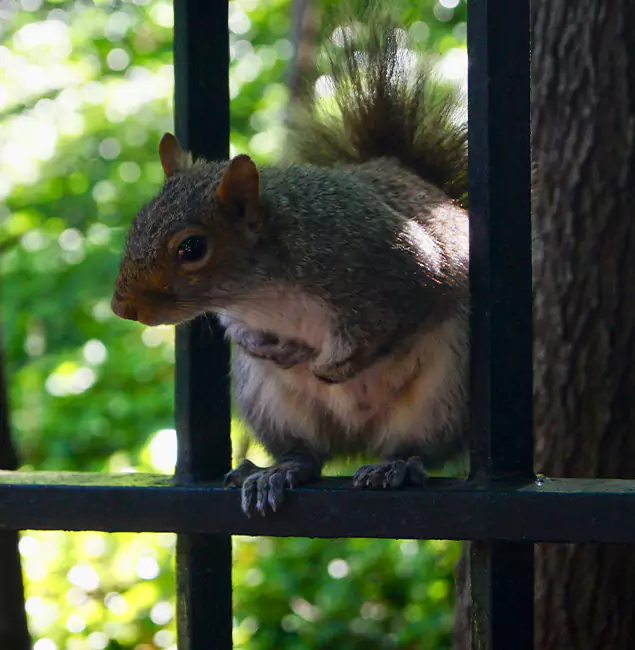 Why Griffin, GA Chooses Griffin Pest Control Pro for Squirrel Removal?