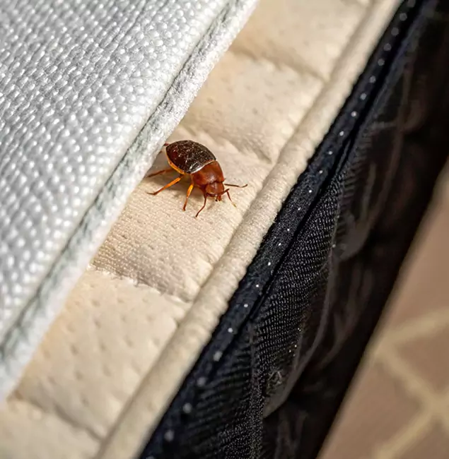 Why Griffin Homeowners Trust Griffin Pest Control Pro for Tick Treatment?