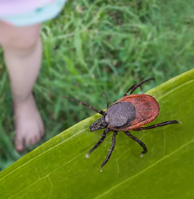 Why Griffin Homeowners Choose Griffin Pest Control Pro for Tick Extermination?