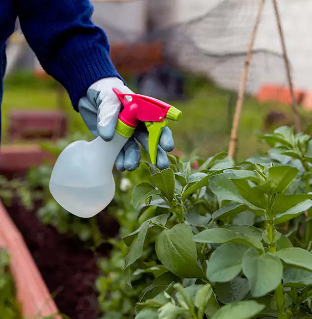 Why Griffin Relies on Griffin Pest Control Pro for Wasp Control Services?