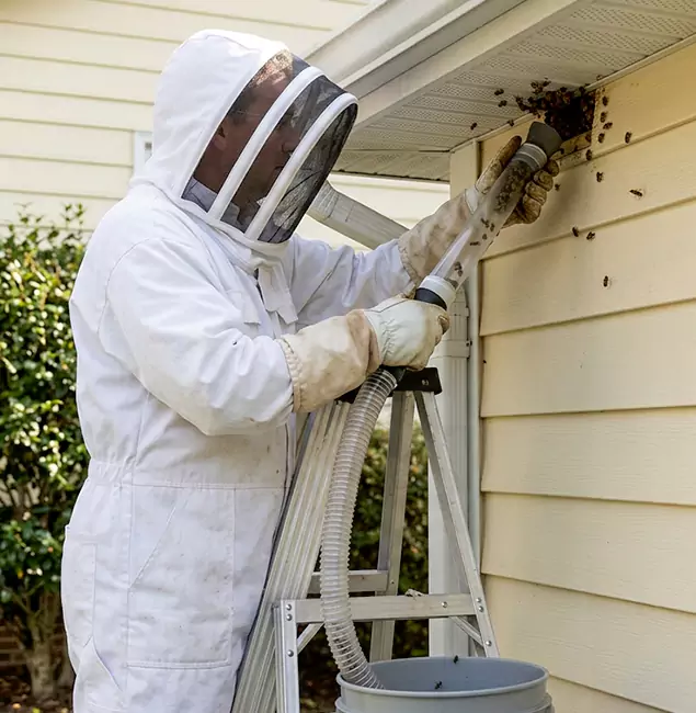 Why Griffin Trusts Griffin Pest Control Pro for Wasp Control?