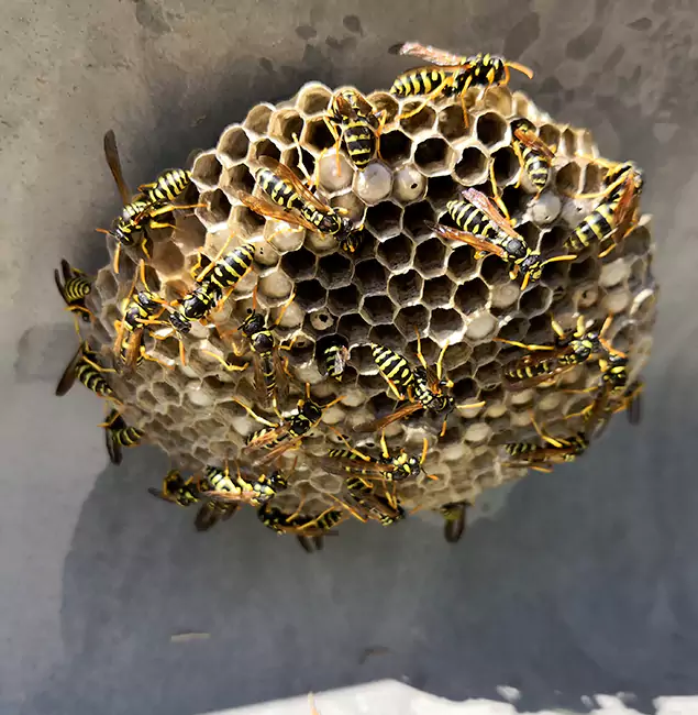 Why Griffin Chooses Griffin Pest Control Pro for Wasp Control Services?