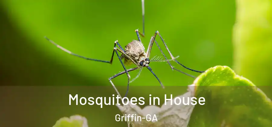 Mosquitoes in House Griffin-GA
