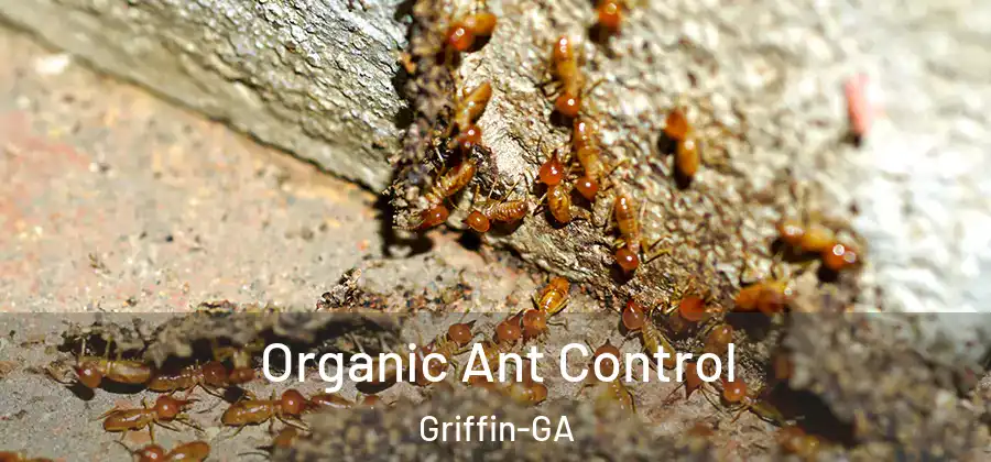 Organic Ant Control Griffin-GA