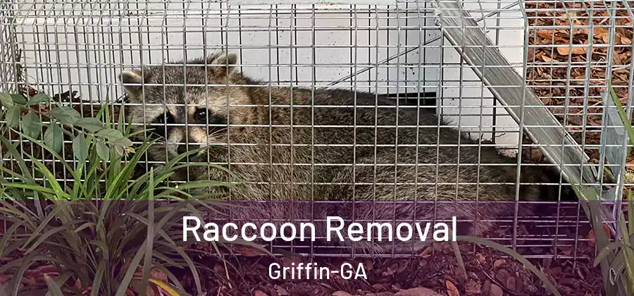  Raccoon Removal Griffin-GA