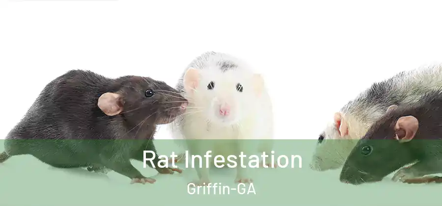 Rat Infestation Griffin-GA